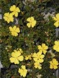 Hibbertia obtusifolia Small Shrub 0.5m h x 0.5m w Flw:yellow Spring - Summer Sand,Loam,Gravel,Adaptable NSW, Vic, Tas ROCKERIES. CONTAINER PLANT. HANGING BASKETS. LOW FLOWERBEDS.