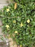 Level 2 Hibbertia scandens Snake Vine,Climbing Guinea Flower Climber 2-5m h x 2-5m w Flw:yellow Coastal,Shade,Moist,Sun,Adaptable NSW, QLD An extremely hardy and adaptable plant that can be trained