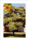 Hymenosporum flavum Native Frangipani Small tree 8m h x 3-5m w Flw:cream ages to yellow Fol:Rich green QLD, NSW Will grow in