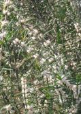 Grows best in well drained soil with high organic content. Hypocalymma angustifolium White Myrtle Erect. multi-stemmed shrub 1.