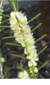2-2m h Flw:white/pink Sep to Feb Sand,Loam,Gravel,Moist Albany, Manjimup Hypocalymma ericifolium Erect shrub 0.25-1.