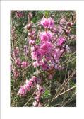 Nannup, Waroona Hypocalymma robustum Swan River Myrtle Erect shrub 0.4-1m h Flw:pink/pink-red along stems.