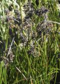 Sandplain, Northern Jarrah Forest, Perth, Recherche, Southern Jarrah Forest, Warren, Western Mallee Leptospermum Bobbles Shrub 1m h x 1m w Flw:White Spring
