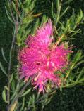 Melaleuca fulgens Cerise Colour Form Shrub 1-3m h x 1-2m w Flw:Cerise Spring Sand,Loam,Gravel Coolgardie, Dalwallinu, Dowerin, Esperance, Kalgoorlie-