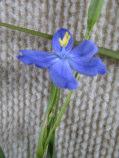 Agrostocrinum scabrum Blue Grass Lily tufted perennial herb 0.2-1m h x 0.