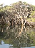 Lesueur Sandplain, Northern Jarrah Forest, Perth, Southern Jarrah Forest, Warren Melaleuca quinquinervia Broad Leaf paperbark Tree 10-20m h