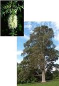 Melaleuca styphelioides Prickly Paperbark Tree 30m h Flw:Cream-white Summer Moist,Adaptable Vic, NSW, Qld don t propergate Melaleuca systena Erect to spreading shrub 0.