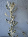 Neurachne alopecuroidea Rhizomatous. tufted perennial. grass-like 0.15-0.