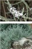 Perth, Recherche, Southern Cross, Southern Jarrah Forest, Warren, Western Mallee Olearia axillaris Coast Daisy Bush Erect. much-branched shrub 0.