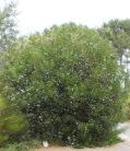 Ricinocarpos tuberculatus Wedding bush Erect shrub 0.