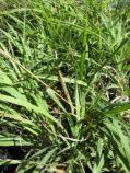 Rytidosperma caespitosa Perennial tufted grass Flw:Green spiklets. Oct-Jan Fol:Strappy leaves.