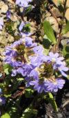 Nearly all yea Sand,Loam,Gravel Scaevola aemula Pink flowering form Groundcover 0.15m h x 0.