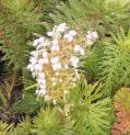 Stylidium adnatum Common Beaked Trigger Plant Erect perennial. Herb 0.05-0.