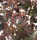 Gnowangerup, Harvey, Jerramungup, Manjimup, Nannup, Plantagenet, Ravensthorpe Stylidium caespitosum Fly-away Trigger Plant ground cover 0.1m h x 0.