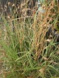 Taxandria linearifolia (Agonis linearifolia) Swamp peppermint Small tree/shrub 1-5m h Flw:White Mar - Dec Avon Wheatbelt P2, Dandaragan Plateau, Fitzgerald, Northern Jarrah Forest, Perth, Southern