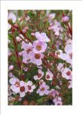 1m h x 1m w Flw:Pink Spring Sand,Loam Hybrid Atriplex amnicola Swamp saltbush spreading branched shrub. 0.3-1.