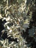 Some have been used in Chinese cooking to give a salty bitter taste. Atriplex isatidea Coast Saltbush Monoecious. erect shrub. 0.5-2.