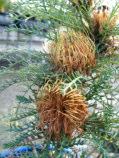 Banksia baxteri Bird's Nest Banksia Non-lignotuberous shrub 1.