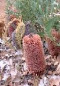 rarely show deficiency symptoms except when the ph is too high. Banksia fraseri Semi-prostrate or erect shrub 0.2-1.