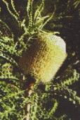 Non-lignotuberous tree or shrub 10m h Flw:cream & orange Feb to Aug Sand,Loam,Gravel,Clay Avon Wheatbelt P1, Avon Wheatbelt P2, Dandaragan Plateau,