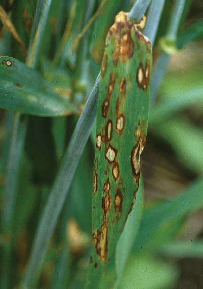The produced spores are transported to other barley plants by rain drops and wind.