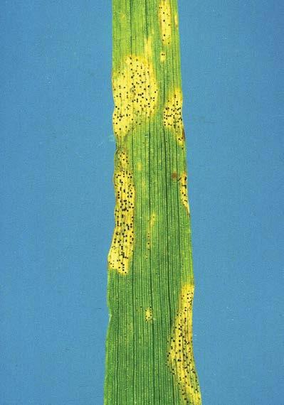 -27- speckled leaf blotch Septoria passerinii barley Lesions will appear on the leaf as greyish green rectangular blotches, becoming straw coloured.