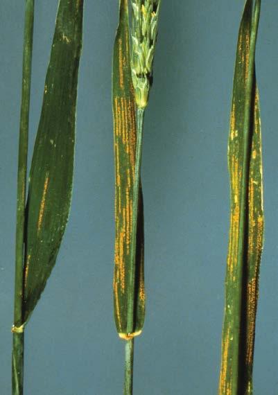 -37- wheat barley stripe rust Puccinia striiformis Yellow, elongated pustules arranged in stripes develop on leaves and heads. Pustules on leaves often extend the entire length of the leaf.