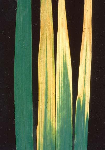 -41- wheat barley yellow dwarf Infected plants turn yellow and are stunted. Apical and basal spikelets may be sterile.