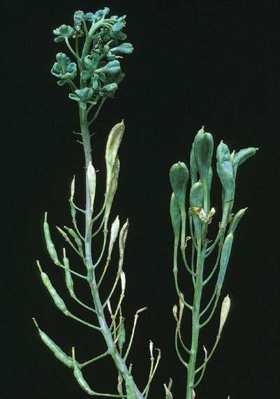 -49- canola aster yellows Aster yellows phytoplasma Infected plants produce distorted sterile inflorescences. Pods are replaced by round to oval blue-green hollow bladder-like structures.