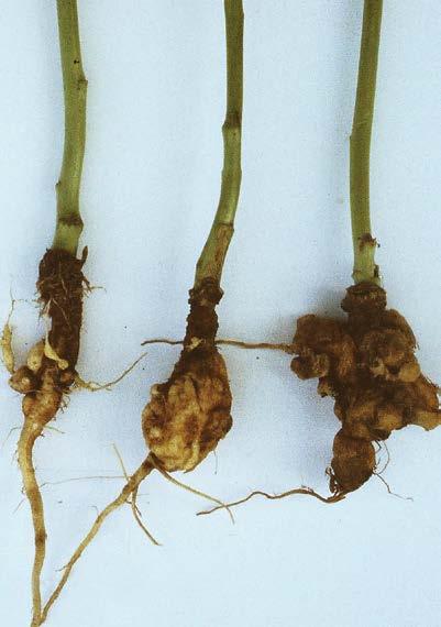 -55- canola clubroot Plasmodiophora brassicae Root galls develop club-shaped growths that infects most of the root system. Galls begin firm and white and become soft and greyish brown as they mature.