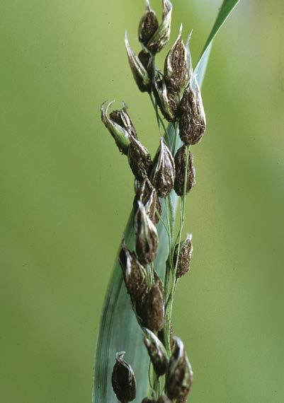 -5- barley oats covered smut Ustilago hordei Floral bracts and awns partially develop.