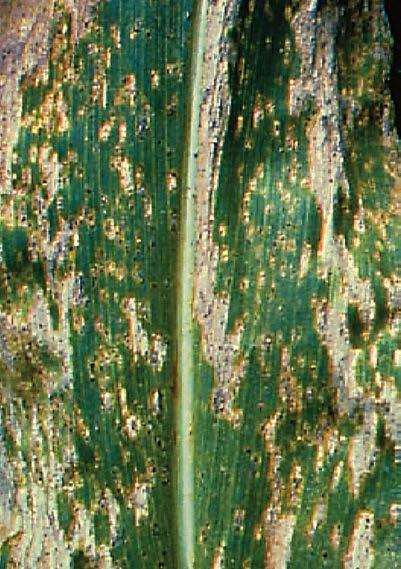 -71- corn common rust Puccinia sorghi Small flecks of discolouration on the leaves turn into small round-to-elongated reddish brown pustules containing spores.