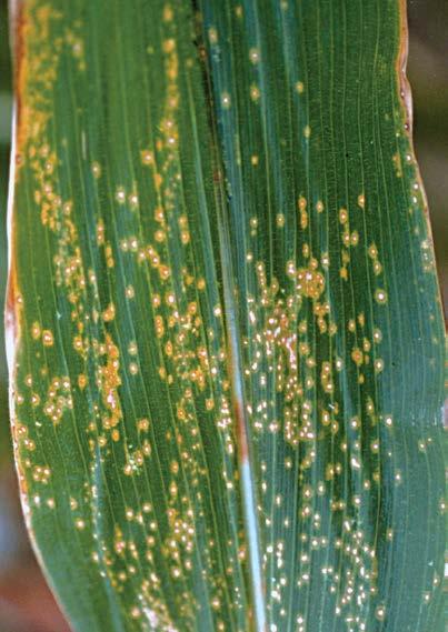 -73- corn eyespot Aureobasidium zeae On leaves, eyespot lesions are round to oval, 2 to 5 mm in diameter and have a tan to creamy centre with a brown or purple margin surrounded by a yellowish