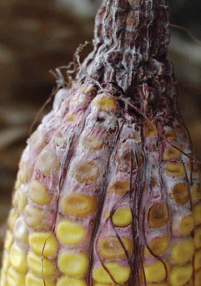 -75- fusarium and gibberella ear rot (mycotoxin producing pathogens) Fusarium graminearum, Fusarium spp. corn Typical are a whitish pink to salmon mold on infected kernels.