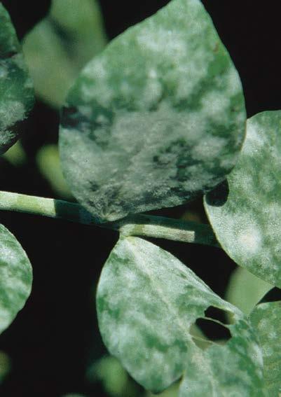 -113- powdery mildew Erysiphe pisi peas dry beans Lesions initially appear as fine powdery white spots on the upper surface of leaves.