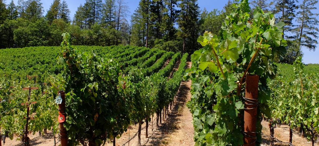Offering Overview Located on the Eastern slopes of Howell Mountain, this premium Cabernet Sauvignon hillside vineyard showcases