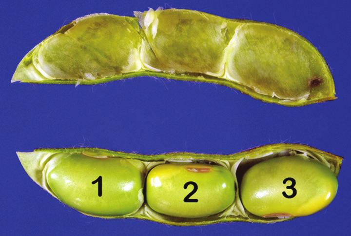 Understanding how soybean plants regulate seed number and how this yield component responds to stresses and crop management are helpful in understanding soybean yield production.
