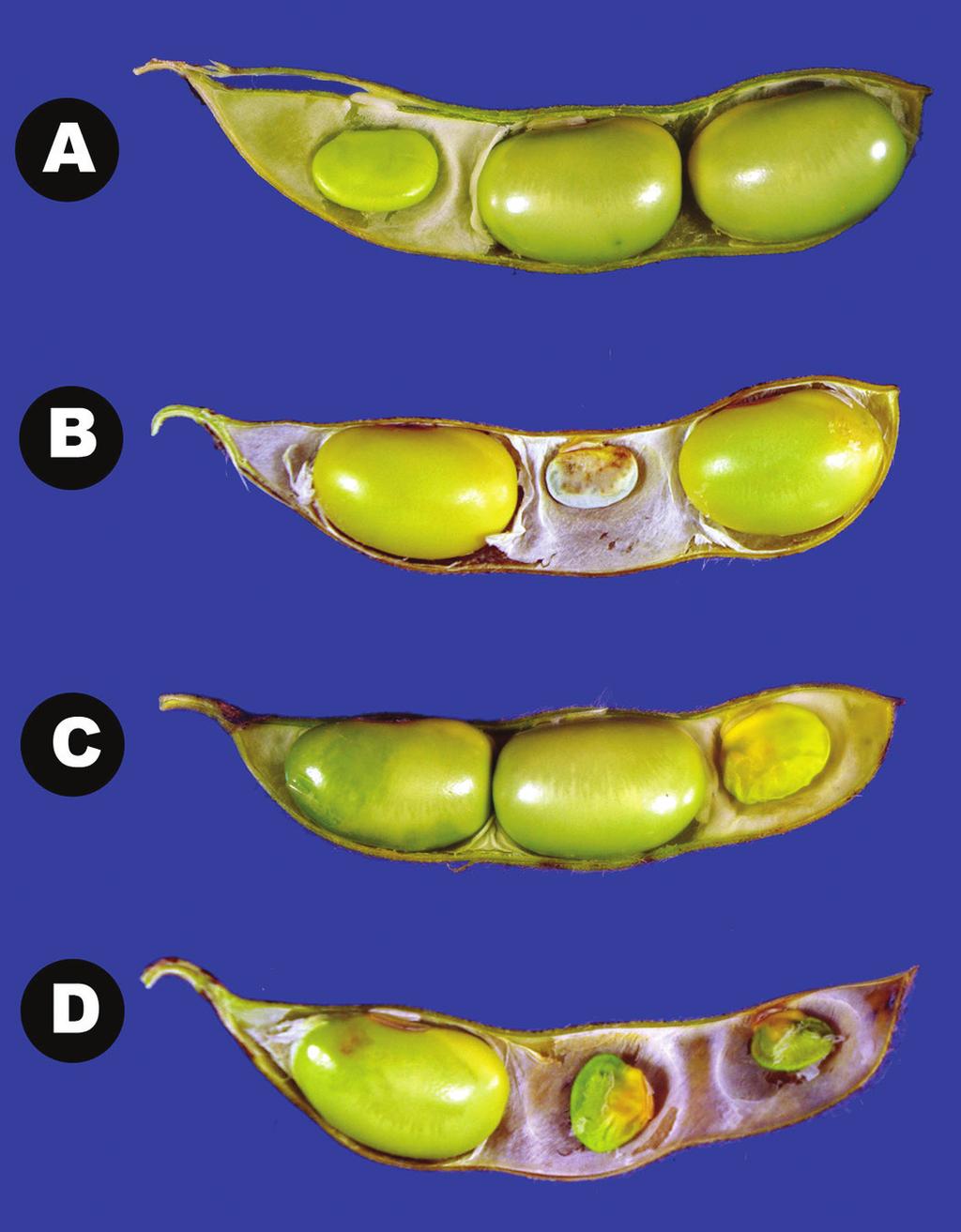 Figure 6: 3-seeded soybean pods with one aborted seed at