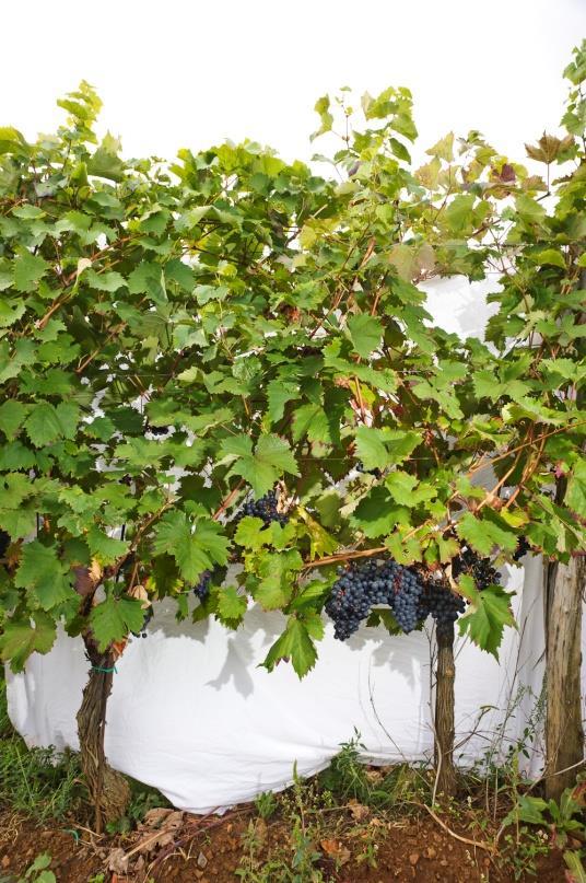 Slika 8: Izgled grma vinske trte in grozdja