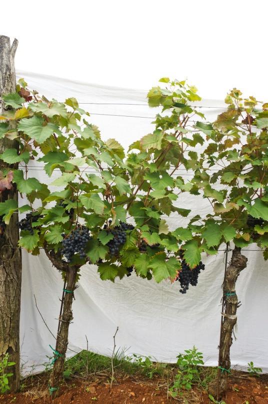 Slika 10: Izgled grma vinske trte in grozdja