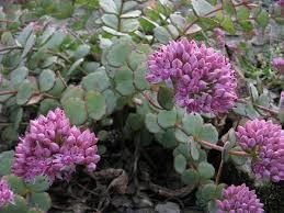 October Stonecrop Sedum sieboldii - Prefers full sun or part shade. Hardy to about 10 F.