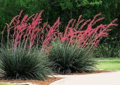 Shrubs Red Yucca Hesperaloe parviflora -