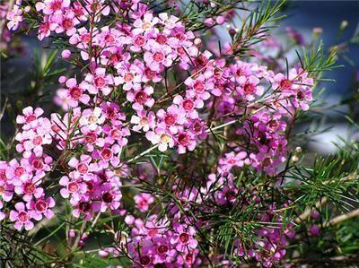 Drainage Geraldton Wax Flower - Chamelaucium x