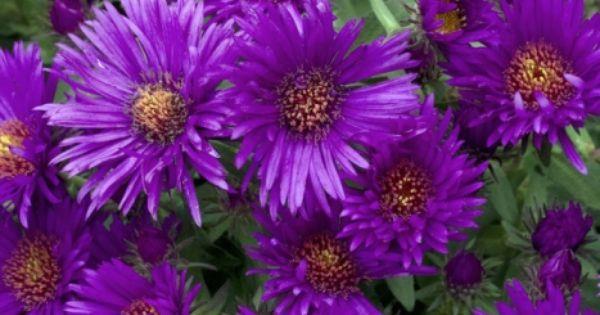 Purple Michaelmas Daisy - Aster novi-belgii Purple Dome - 15 by 12,