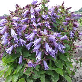 Bellflower - Campanula Viking prefers moist, well-drained soil,