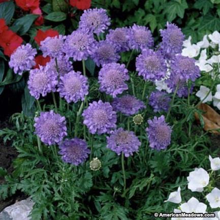 Pincushion Flower - Scabiosa Butterfly Blue Blooms April to frost