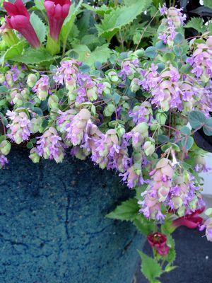 Amethyst Falls Oregano Origanum Amethyst Falls Aromatic, spicy foliage, with flowers dripping from pale green