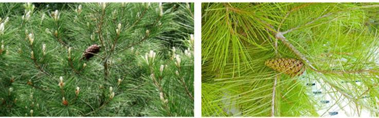 Research Article Pharmacognostic and Volatile Oils Content for Iraqi and Turkish Pinus halepensis Widad M. K.