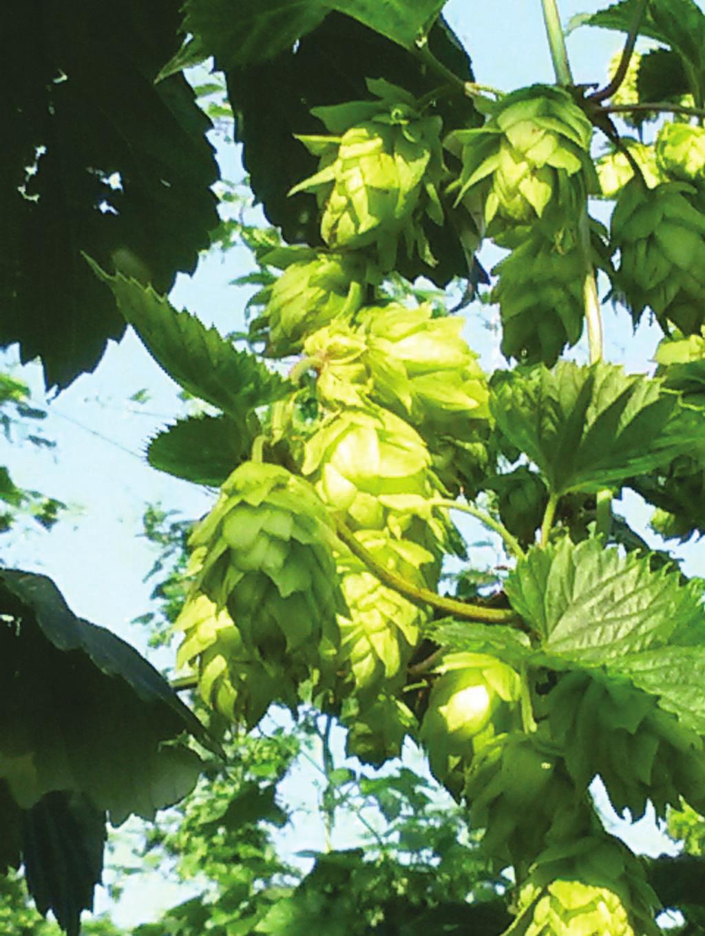 July 25 2014 USA Hops At the beginning of July, ten days after our last Letter, the crop in Yakima was starting to look a bit behind with expectations of an average yield, but fast forward up to