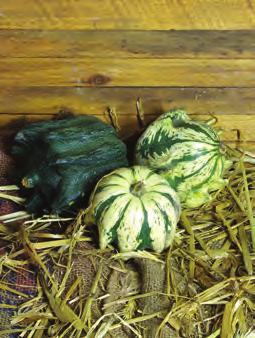 6-8 long Daisy Gourd: A colorful mix of green, orange,